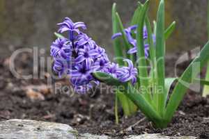 Purple hyacinth on a flower bed in the garden
