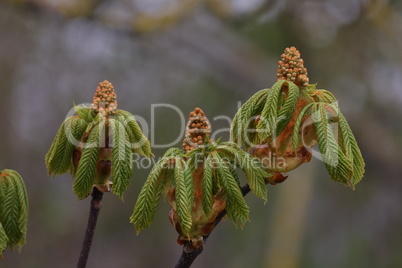 Close up of the flower buds of a chestnut tree, Aesculus hippocastanum