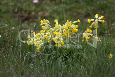 Macro of the primate Cowslip flowers or Primula veris on garden grass in spring