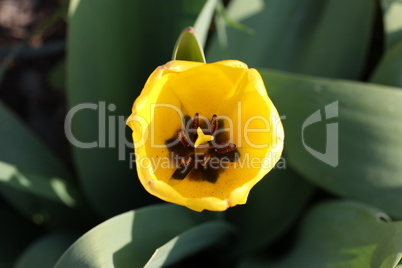 Beautiful yellow tulips in spring in the flowerbed