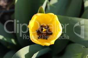 Beautiful yellow tulips in spring in the flowerbed