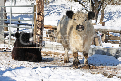 Young Highland cow in a farmers farm in winter
