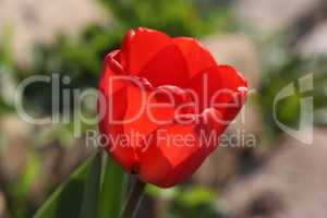 Beautiful red tulips in spring in the flowerbed