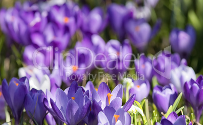 purple crocuses