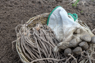 asparagus plants