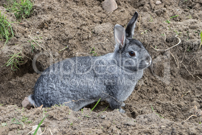 Chinchilla rabbit