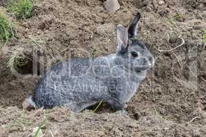 Chinchilla rabbit