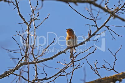 A robins greets spring with a song