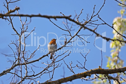 A robins greets spring with a song