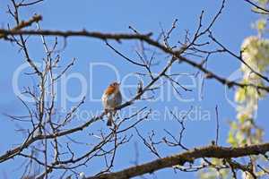 A robins greets spring with a song