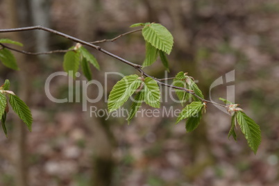 The first green leaves on trees in spring