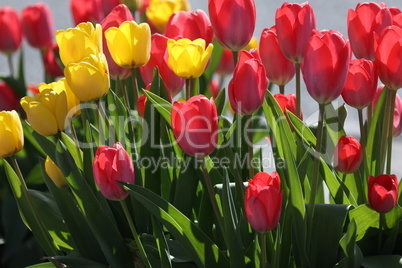 Beautiful red and yellow tulips in spring