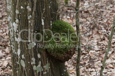 The growth on the tree is covered with green moss