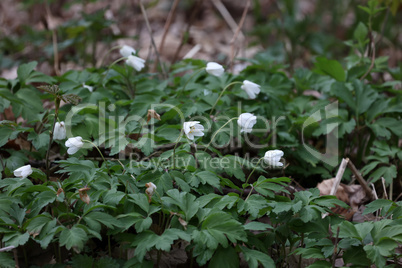 Anemone nemorosa is an early-spring flowering plant in the genus Anemone in the family Ranunculaceae