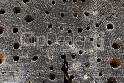 Holes drilled in the wood for insects