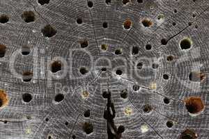 Holes drilled in the wood for insects