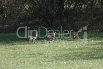 Wild roe deer graze on a green meadow