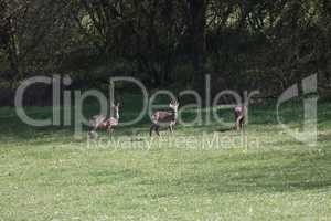 Wild roe deer graze on a green meadow