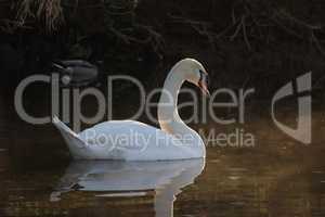 Lonely white swan floating on the river