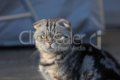 Portrait of a beautiful purebred housecat. British Shorthair kitten