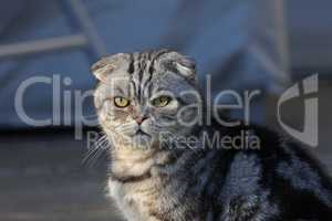 Portrait of a beautiful purebred housecat. British Shorthair kitten