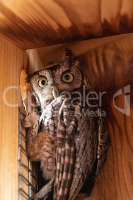 Alert female eastern screech owl Megascops asio in a nest box