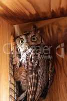 Alert female eastern screech owl Megascops asio in a nest box