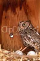 Nesting female eastern screech owl Megascops asio with eggs in a