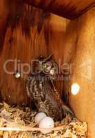 Nesting female eastern screech owl Megascops asio with eggs in a