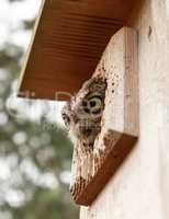 Female eastern screech owl Megascops asio peers out of a nest bo