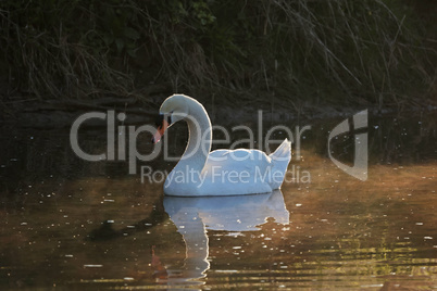 Lonely white swan floating on the river