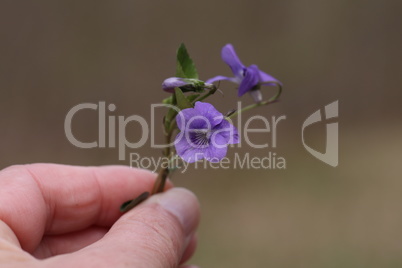 Small purple flowers in the hands of a man