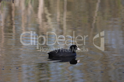 Eurasian coot swims on the lake with reflection