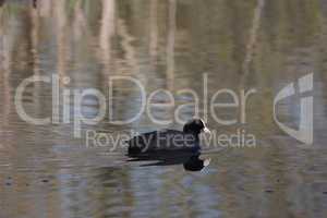 Eurasian coot swims on the lake with reflection