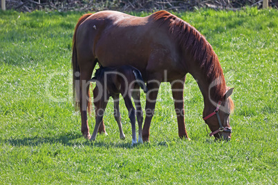 Horse and foal graze in the meadow
