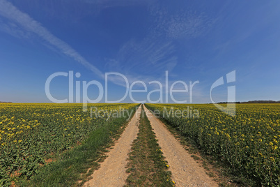 Landscape with rapeseed fields to the horizon