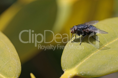 A fly sits on the leaves of a bush