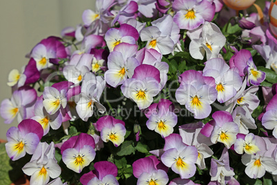 Pretty pansies on a bed in a city park