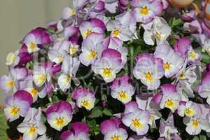Pretty pansies on a bed in a city park