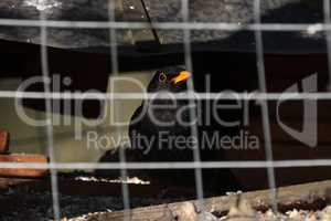 The blackbird sits behind the metal mesh of the cage