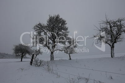 Winter landscape with silhouettes of snowy trees