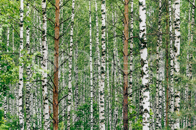 Two pine trees in birch grove