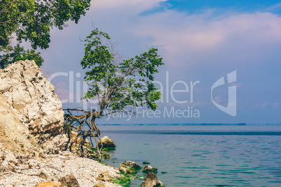 Tree on the rocky shore at summer day