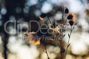 Fluffy dry flowers