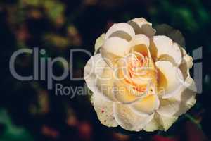 White rose bud in a garden
