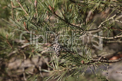 Cones and green needles on European pine