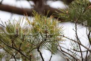 Cones and green needles on European pine
