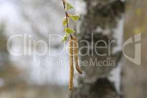 Birch with earrings in spring on a blurred background