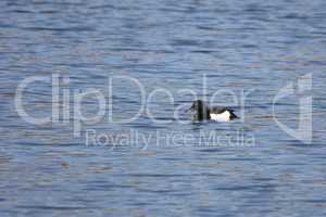 Wild duck swims slowly on the lake