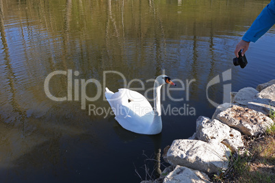 A swan swimming on the river is photographed